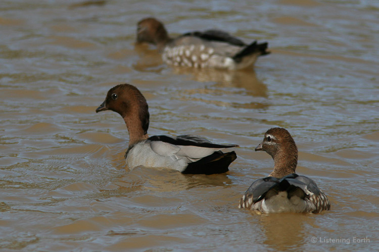 Wood Ducks, the female has the face stripes