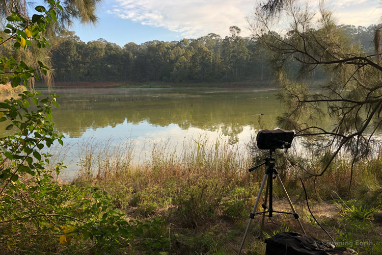 One of the microphone locations, tucked under the trees <br>where waterbirds would often float close past