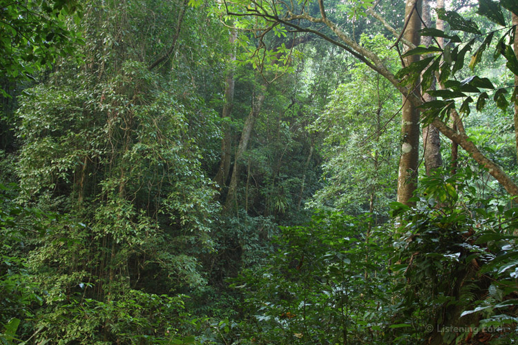 The dense tropical forests of Mae Wong 
