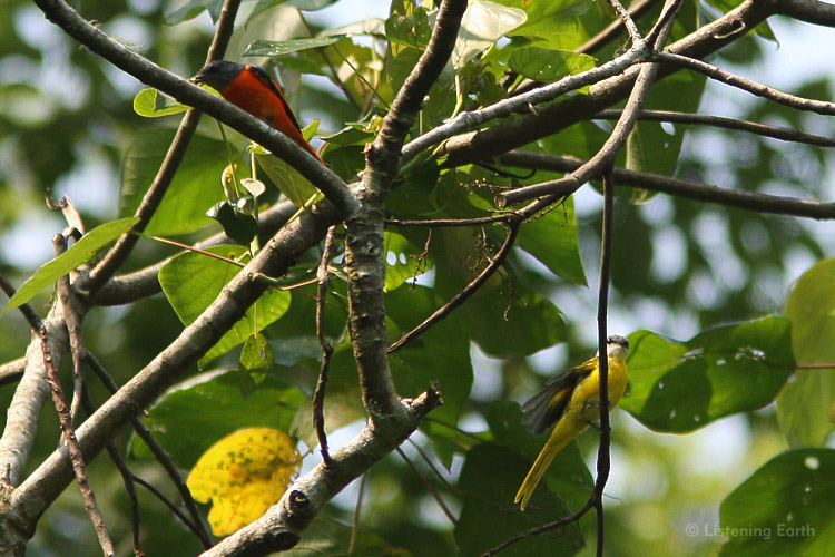 Long-tailed Minivets - male (red) and female (yellow)