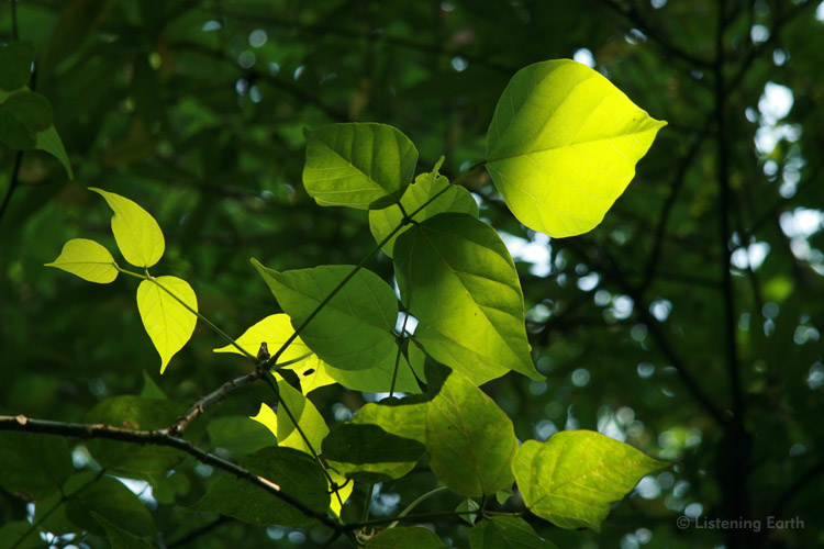 Light and leaf patterns