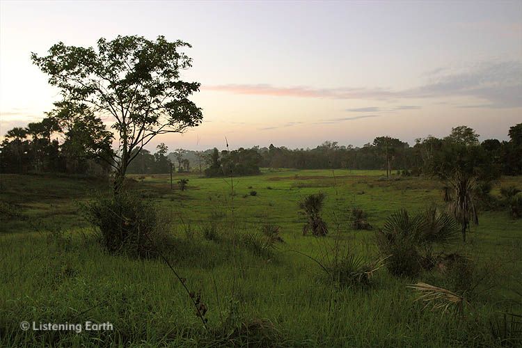 Early morning at Rawa Aopa National Park, a mosaic of lowland rainforest and savanah