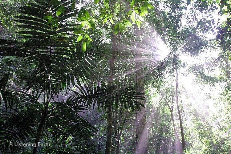 Sunlight streams through the canopy of hill forest at Loru Lindu National Park