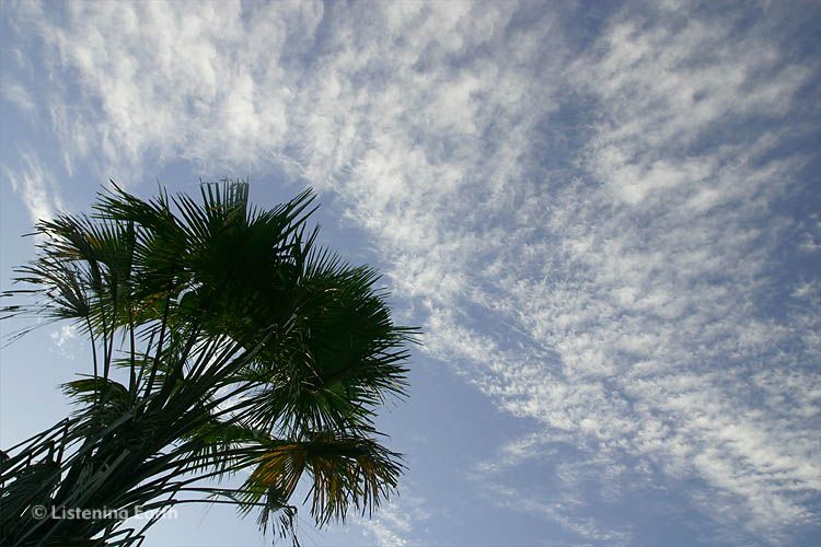 Palm silhouetted against morning sky at Rawa Aopa National Park