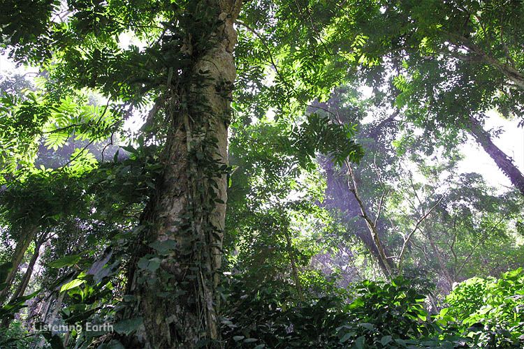 Hill rainforest, Loru Lindu National Park