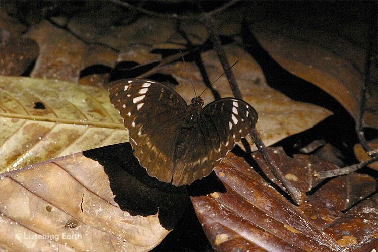 Sulawesi is abundant in butterflies