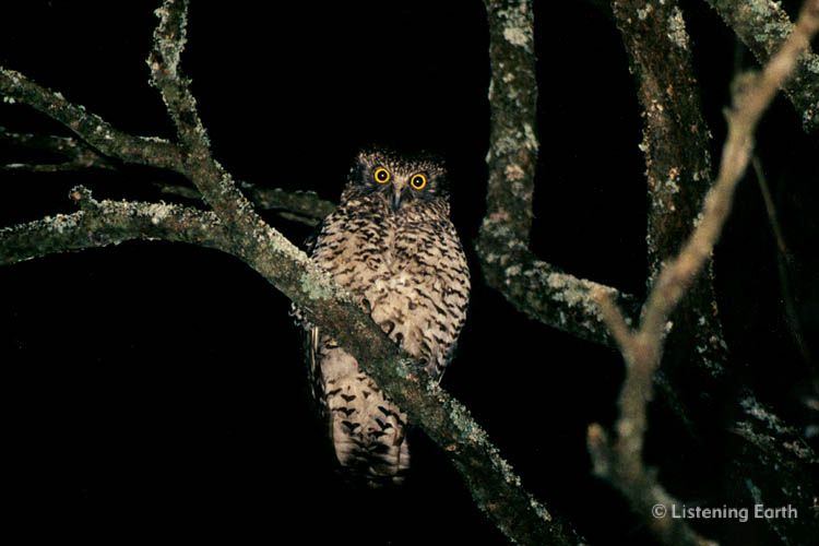 Powerful Owl, <i>Ninox strenua</i> (courtesy Steve Craig)
