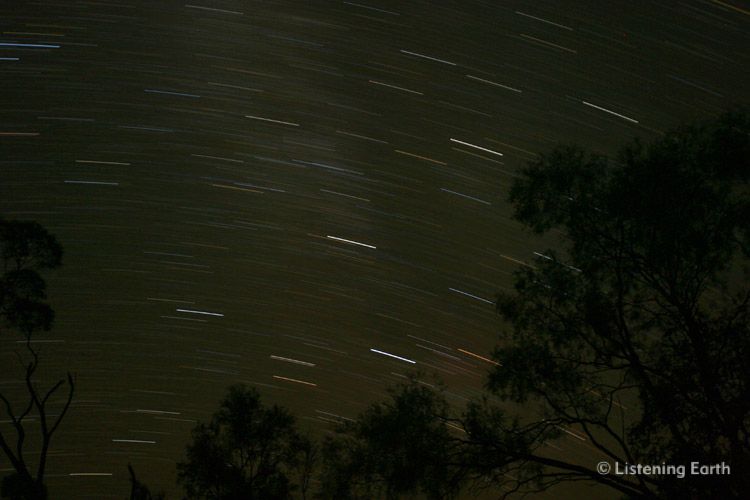 Star trails in the bushland night