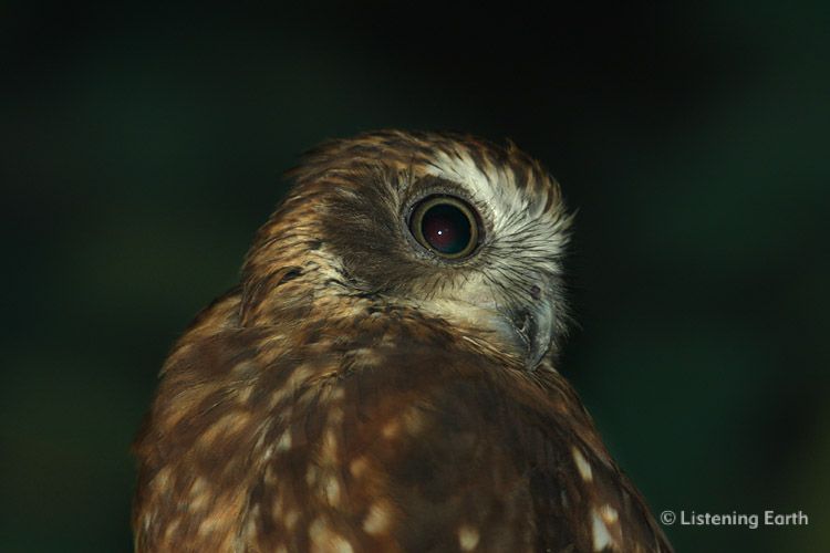Southern Boobook Owl, <i>Ninox novaeseelandiae</i>