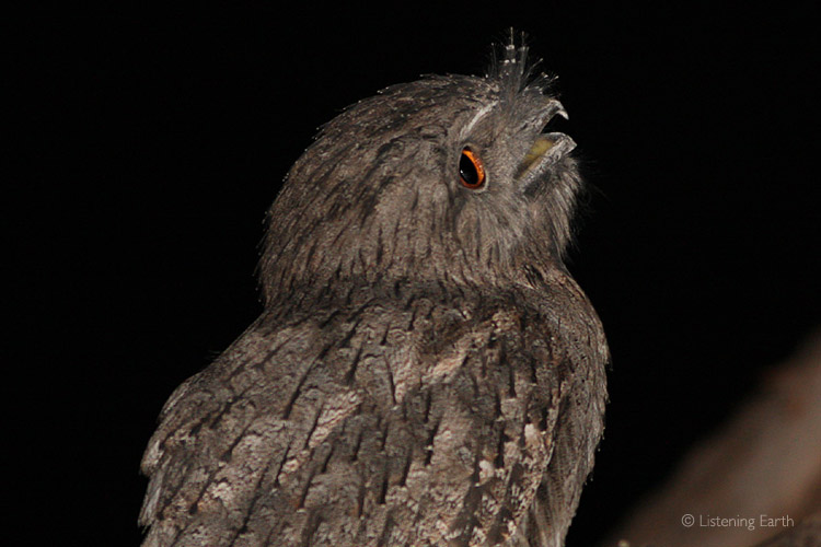 Tawny Frogmouth anticipating its evening meal