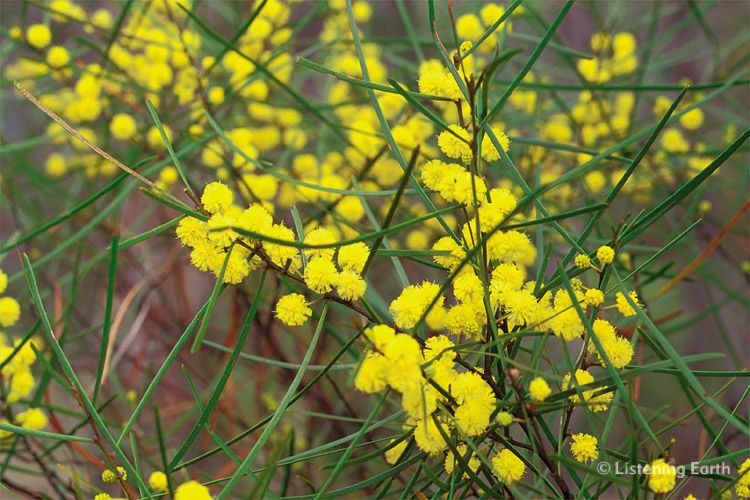 Flowering of the Wattle, <i>Accacia sp.</i>