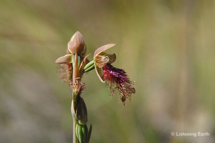 Spring wildflower: The Common Bearded Orchid, <i>Calochilus robertsonii</i>