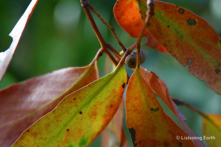 Colours of Eucalypt leaves