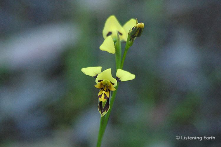 Leopard Orchid, <i>Diuris pardina</i> which flowers in spring