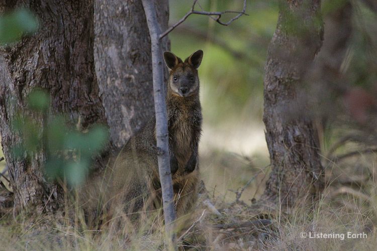 A Swamp Wallaby, <i>Wallabia bicolor</i> watches warrily