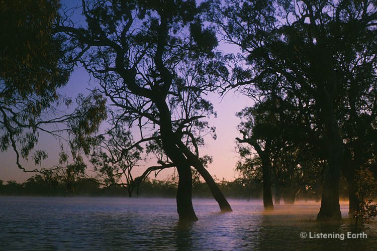 Flood waters inundate River Red Gums, <i>Eucalyptus camaldulensis</i>