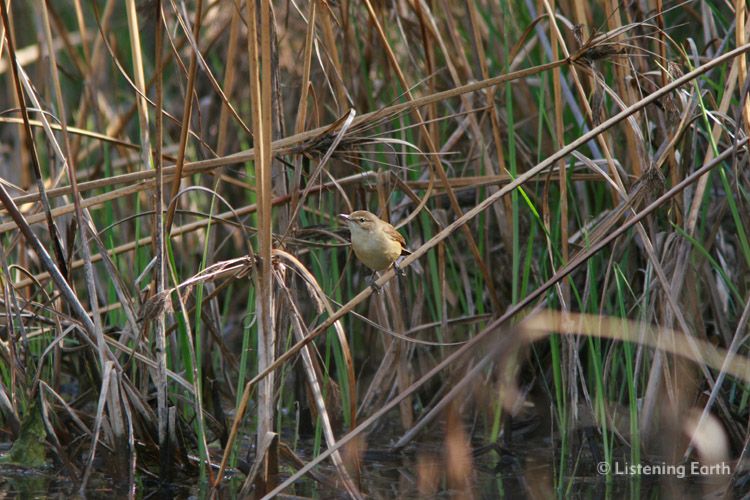 The well-named Clamorous Reed Warbler, <i>Arocephalus stentoreus</i>
