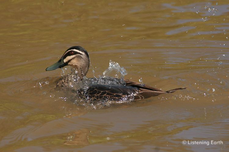 Pacific Black Duck, <i>Anas superciliosa</i>