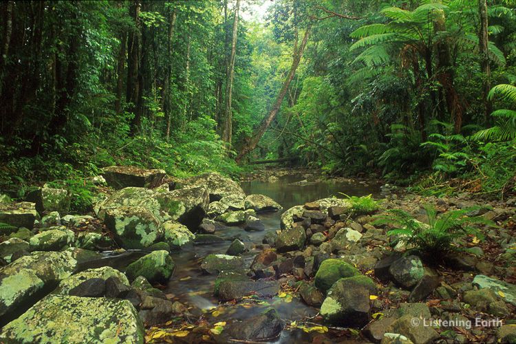 Stream flows through Paluma National Park, north Queensland