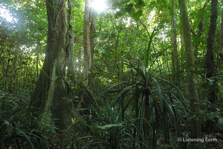 Lowland rainforest, Vanuatu