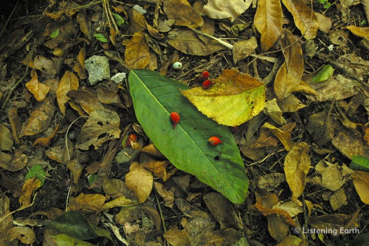 Berries on the forest floor