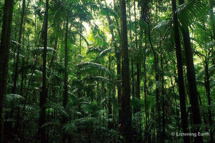 Understory of ferns, Eungela National Park, Queensland