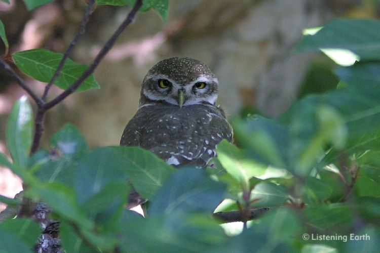 Sleepy Forest Owlet, <i>Athene blewitti</i>