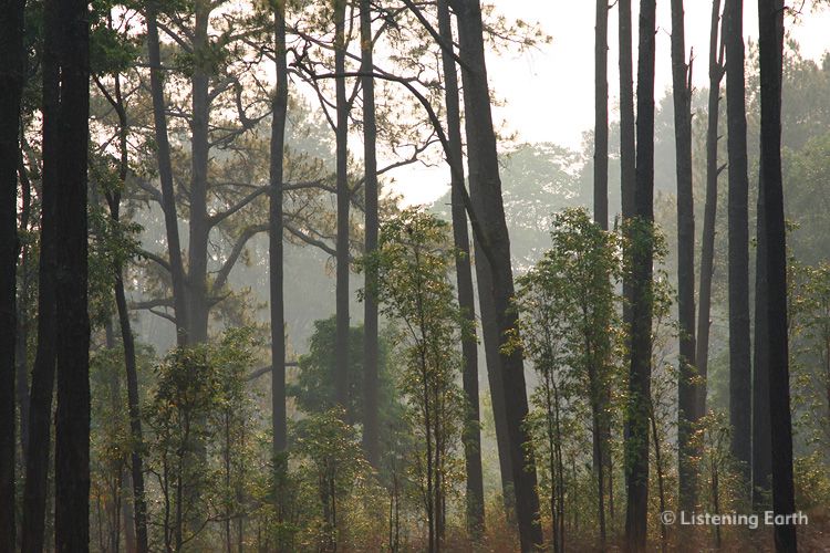 Stands of Pinus merkusii at Thung Salaeng Luang National Park