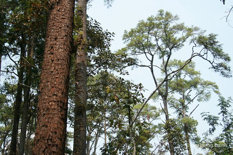 Canopy of Pinus merkusii