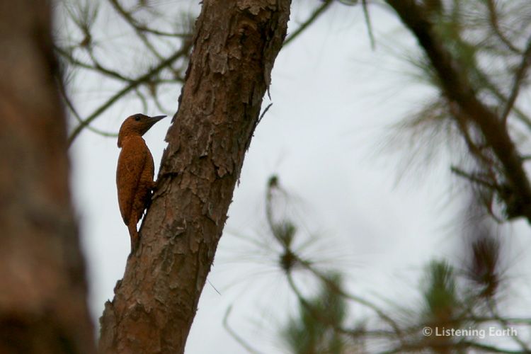 Rufous Woodpecker, <i>Celeus brachyurus</i>