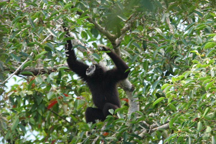 White-handed Gibbon, <i>Hylobates lar</i>, a black-furred individual