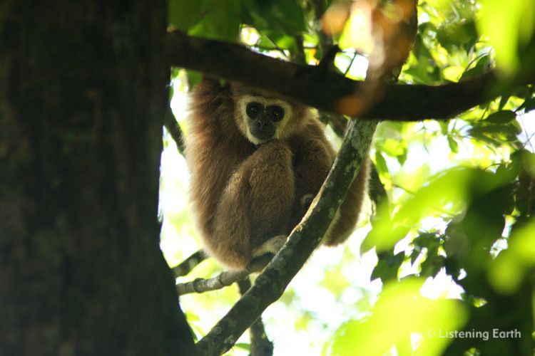 White-handed Gibbon, <i>Hylobates lar</i> - the more common tan-furred form