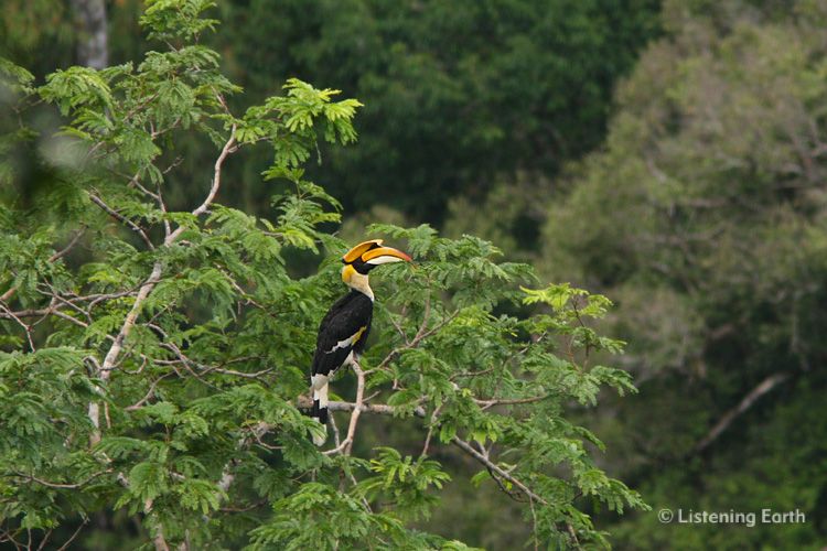A Great Hornbill, <i>Buceros bicornis</i> surveys its domain