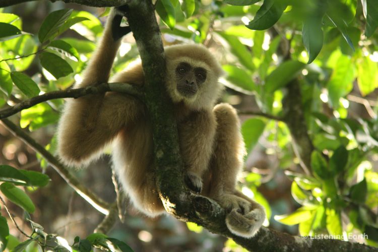 A rare close Gibbon encounter