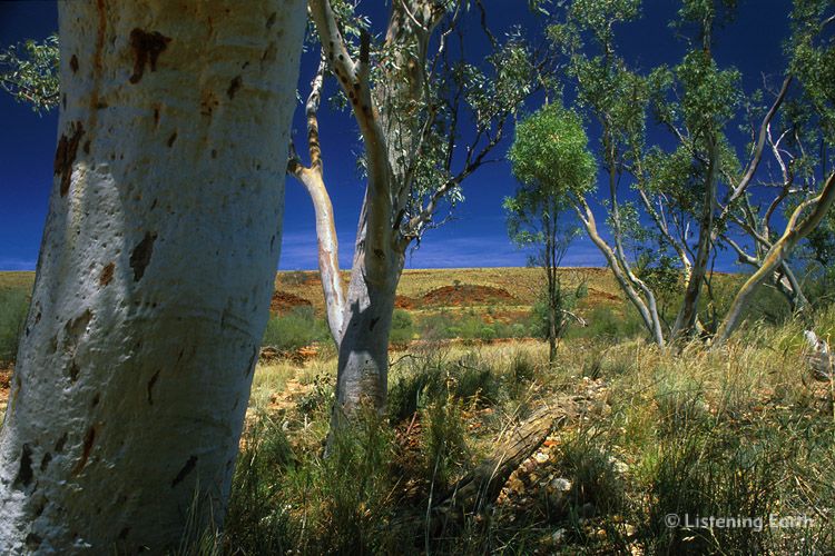 Good Budgerigar habitat: the dry country of central Australia