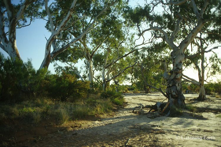 Dry river bed with river gums, ideal habitat for Budgergars