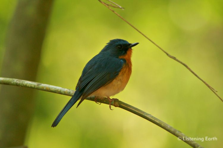 Tickell's blue Flycatcher, <i>Cyornis tickelliae</i> a prominent singer in the forest mid-story