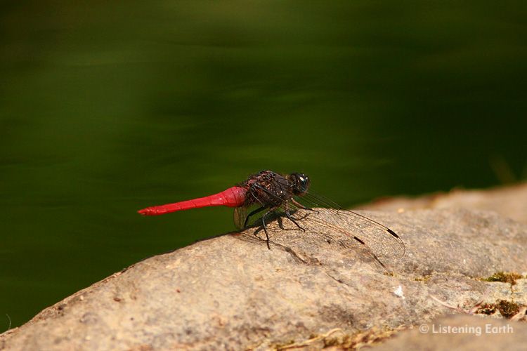 Brilliantly coloured Dragonfly rests near a stream