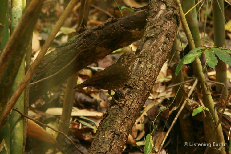 Dark-sided Thrush <i>Zoothera marginata</i>, a resident of the rainforest undergrowth 