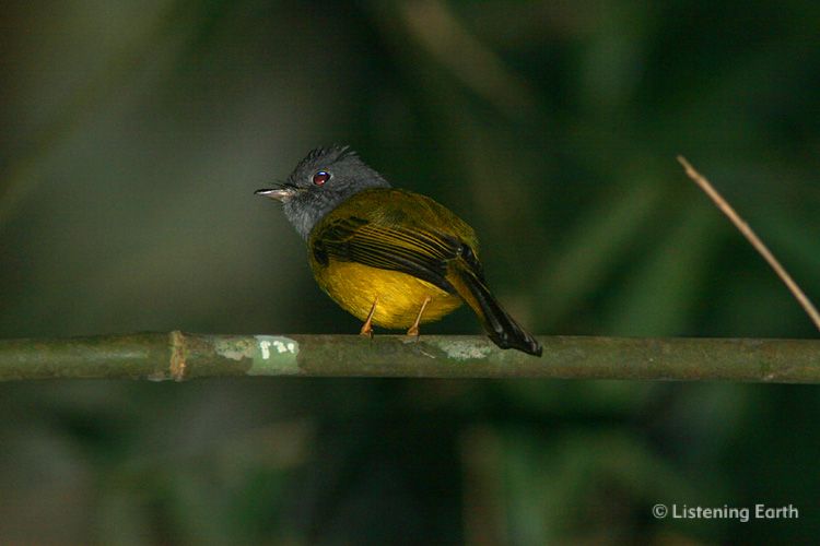 Grey Headed Canary Flycatcher, <i>Culicicapa ceylonensis</i> in the dark of the rainforest