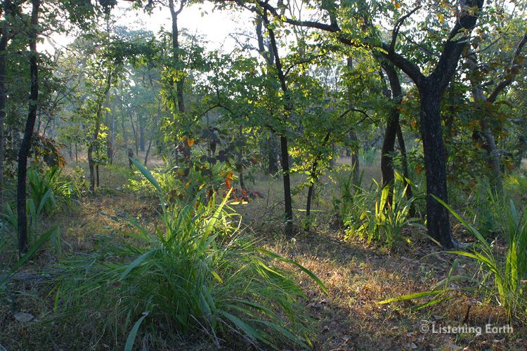 The recording location: deciduous woodlands of Sunabeda National Park, Orissa