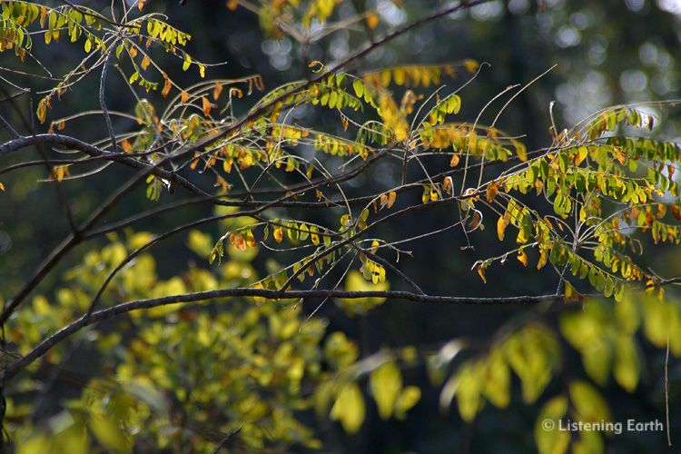 Colour patterns of deciduous leaves