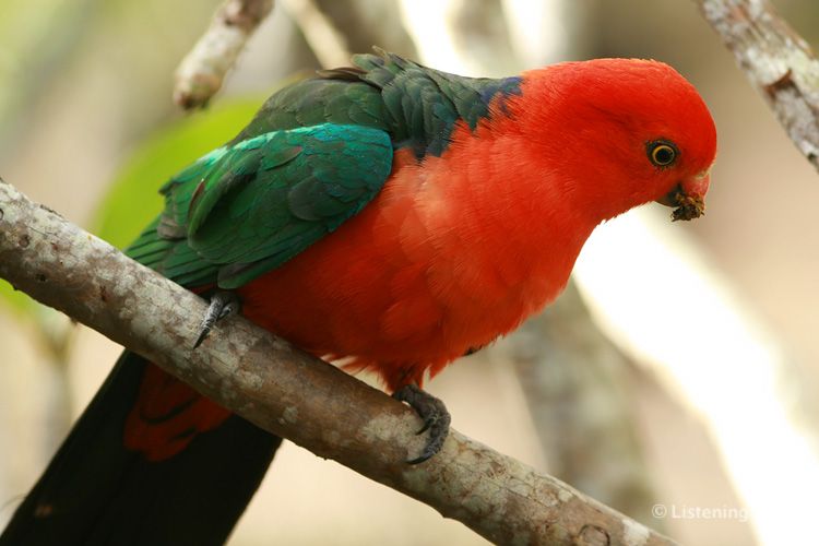 Male King Parrot, <i>Alisterus scapularis</i>