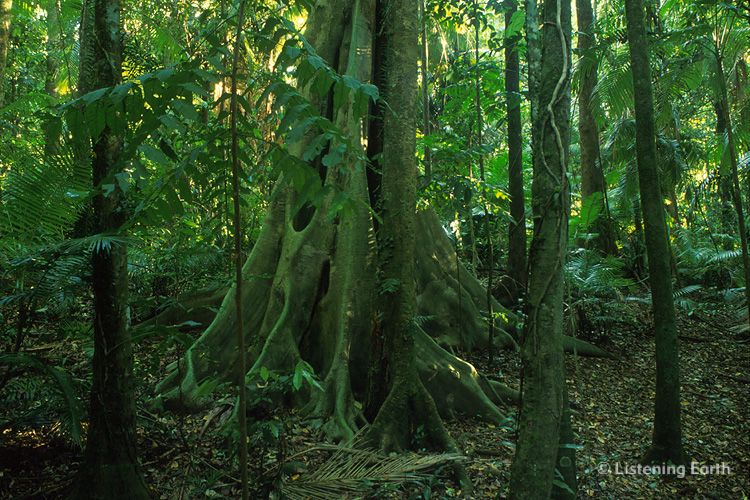 A Strangler Fig in the depths of lowland rainforest 