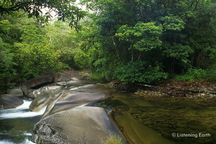 Rainforest stream flowing over granite boulders 