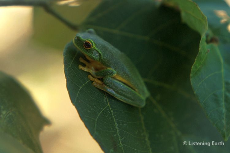 Dainty Tree-frog, <i>Litoria gracilenta</i>