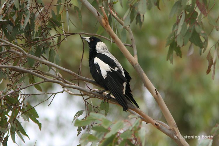 White-backed Magpie, <i>Gymnorhina tibicen hypoleuca</i> singing 
