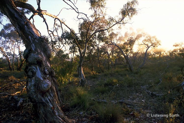 Good habitat for Magpies: woodlands of the 'Little Desert' 