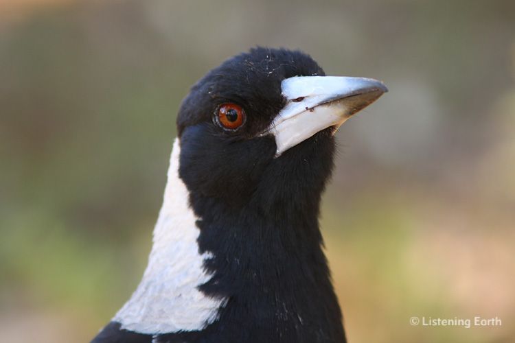 Black-backed Magpie, <i>Gymnorhina tibicen tibicen</i>