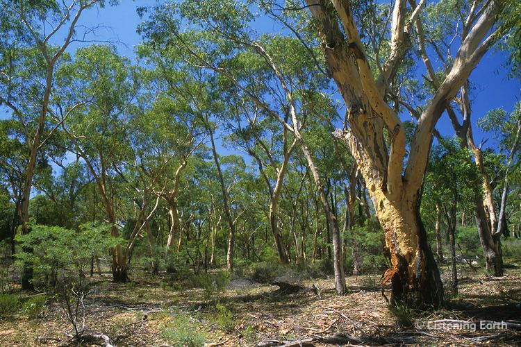 Ancient Yellow Gum Forest 